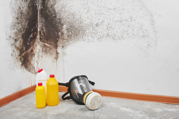 Crawl Space Mold Removal in Stewartville, MN