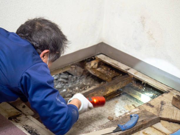 Best Fast Mold Removal  in Stewartville, MN