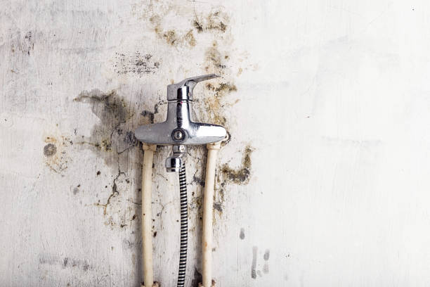 Best Emergency Mold Removal  in Stewartville, MN