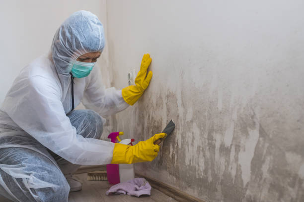 Best Attic Mold Removal  in Stewartville, MN