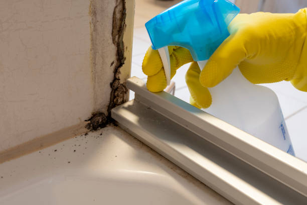 Best Mold Removal Company Near Me  in Stewartville, MN