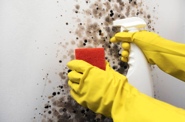Best Office Mold Removal Services  in Stewartville, MN